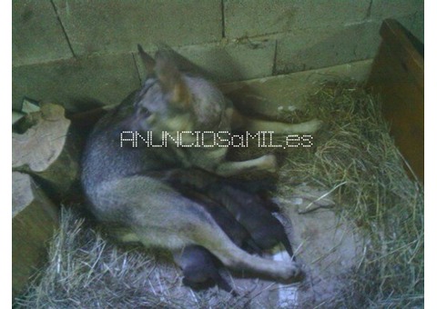 camada perro lobo-lobero-trabajo