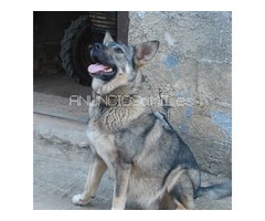 camada perro lobo-lobero-trabajo