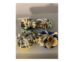 Buy Crystal Ketamine MDMA, Ecstasy, Cocaine TEXT:+1(949)-216-3252