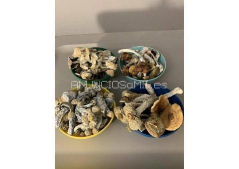 BUY SHROOMS IN AUSTRALIA