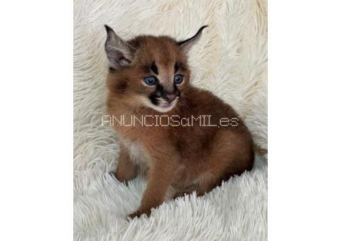 Caracal Kittens WhatsApp: +27842597191