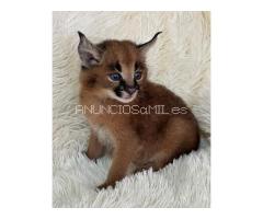 Caracal Kittens WhatsApp: +27842597191