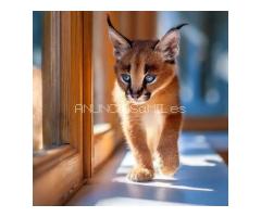 Caracal Kittens WhatsApp: +27842597191