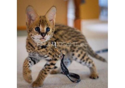 African Serval Kittens WhatsApp: +27842597191