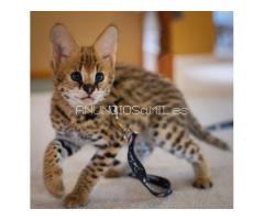 African Serval Kittens WhatsApp: +27842597191