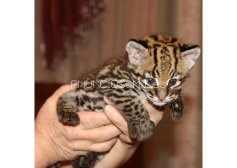 Ocelot Kittens WhatsApp: +27842597191