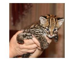 Ocelot Kittens WhatsApp: +27842597191