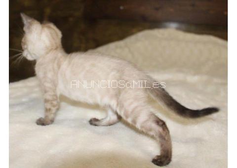 Snow/Silver/Charcoal/Brown Bengal Kittens WhatsApp: +27842597191