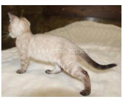 Snow/Silver/Charcoal/Brown Bengal Kittens WhatsApp: +27842597191