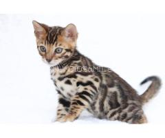 Snow/Silver/Charcoal/Brown Bengal Kittens WhatsApp: +27842597191