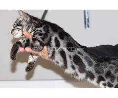 Snow/Silver/Charcoal/Brown Bengal Kittens WhatsApp: +27842597191