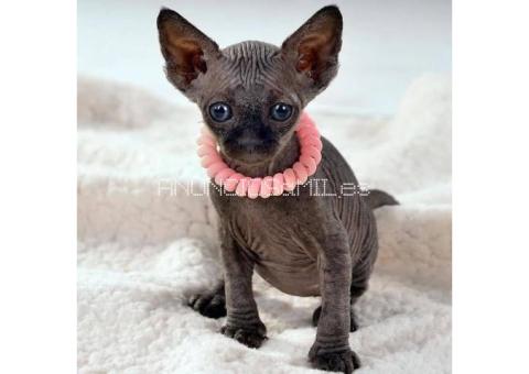 Sphynx Kittens WhatsApp: +27842597191