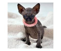 Sphynx Kittens WhatsApp: +27842597191