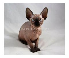 Sphynx Kittens WhatsApp: +27842597191