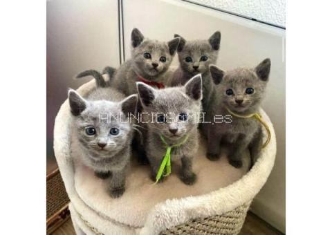 Russian Blue Kittens WhatsApp: +27842597191