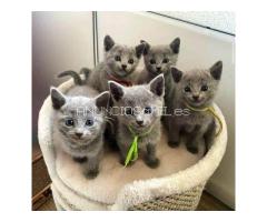 Russian Blue Kittens WhatsApp: +27842597191