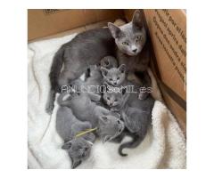 Russian Blue Kittens WhatsApp: +27842597191
