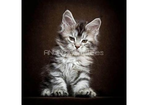 Maine Coon Kittens WhatsApp: +27842597191