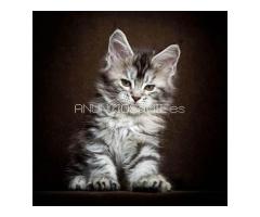 Maine Coon Kittens WhatsApp: +27842597191