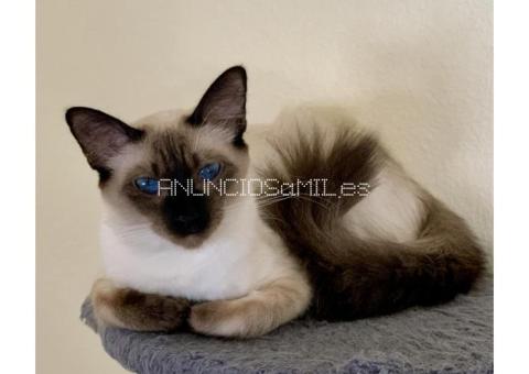 Balinese Kittens WhatsApp: +27842597191