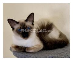 Balinese Kittens WhatsApp: +27842597191